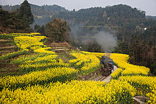 行驶在四川乐山市犍为县嘉阳小火车蜜蜂岩站油菜花地间的小火车