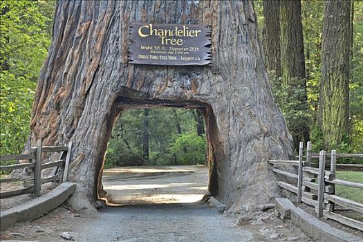 红杉,北美红杉,一个,罐,吊灯,公园,加利福尼亚,美国
