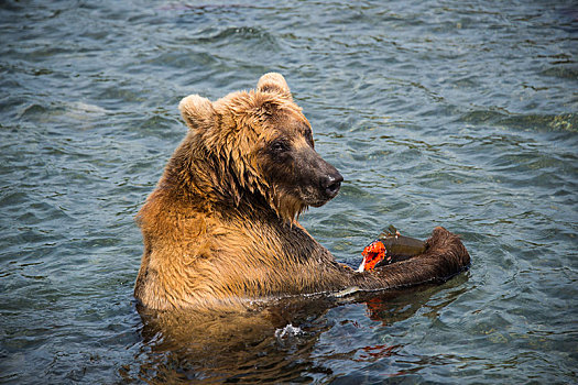 堪察加半岛,棕熊,水中,吃,三文鱼,湖,俄罗斯,欧洲