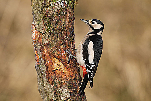 大斑啄木鸟,雌性,树上,巴伐利亚,德国,欧洲