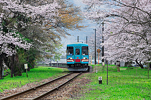 樱桃树,列车