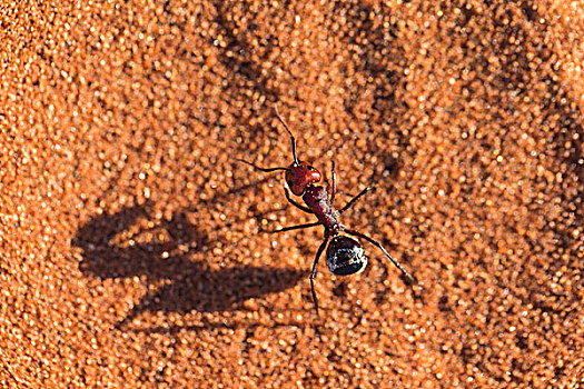 纳米布沙漠,沙丘,蚂蚁