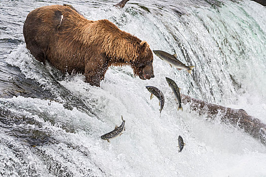 棕熊,三文鱼,捕鱼,急流,溪流,秋天,布鲁克斯河,卡特麦国家公园,阿拉斯加,美国,北美
