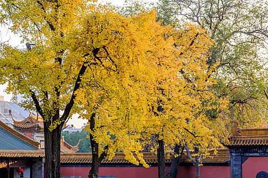 南京朝天宫景区内金黄色的银杏树