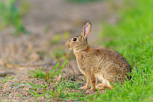 欧洲兔,兔豚鼠属,春天,黑森州,德国