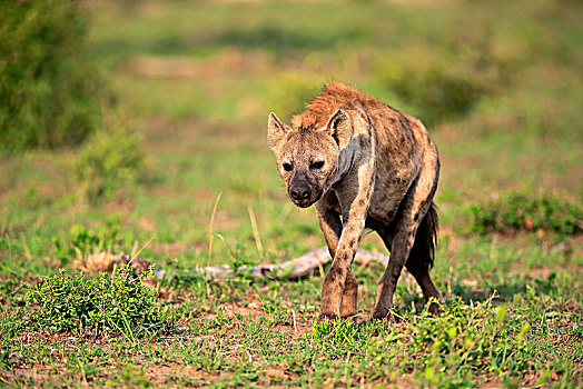 斑鬣狗,成年,尾随,警惕,克鲁格国家公园,南非,非洲