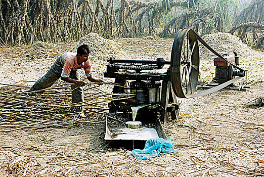 农民,脱粒,甘蔗,机器,英里,孟加拉,二月,2007年