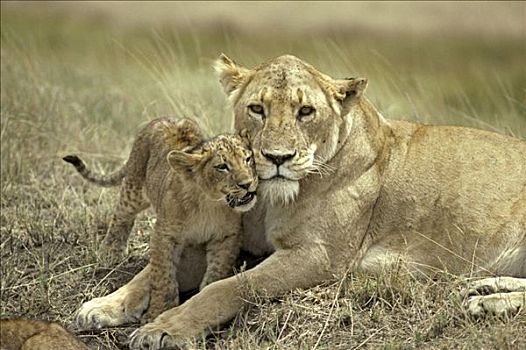 非洲狮,狮子,成年,女性,幼兽,交际,动作,肖像,恩戈罗恩戈罗火山口,坦桑尼亚,非洲