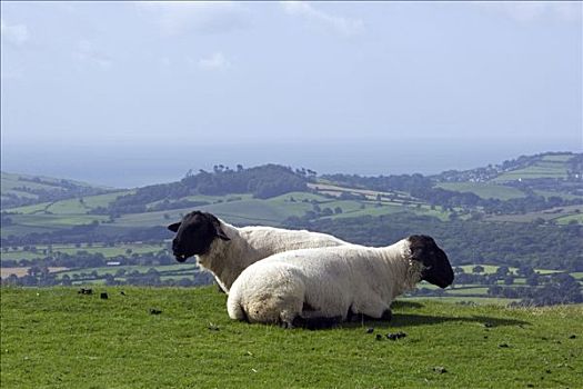 英格兰,看,上方,一对,休息,绵羊,畜栏,世界,文化遗产,侏罗纪,海岸线