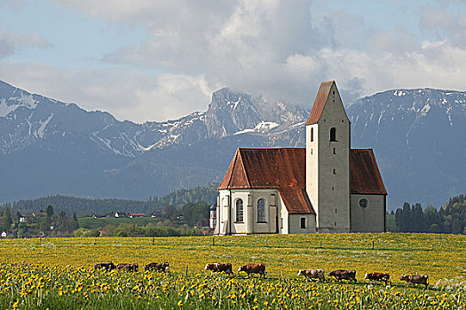 母牛,蒲公英,草地,小教堂,阿尔卑斯山,山丘,后面,巴伐利亚,德国,欧洲