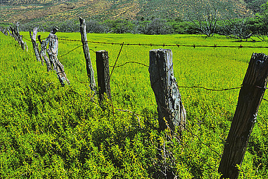 木篱,风景,莫洛凯岛,夏威夷,美国