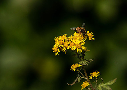 蜜蜂,昆虫,动物,植物,花朵,劳动,采蜜,勤劳,辛苦,收获