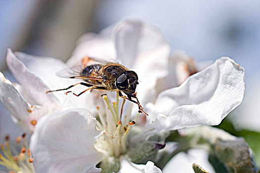 蜜蜂,苹果树,花,特写