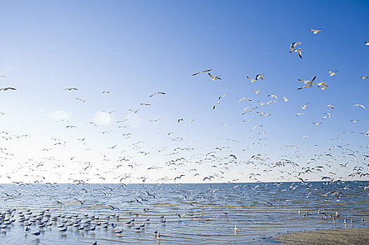 海鸥,海滩,佛罗里达,美国