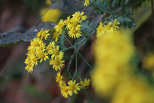 野菊花