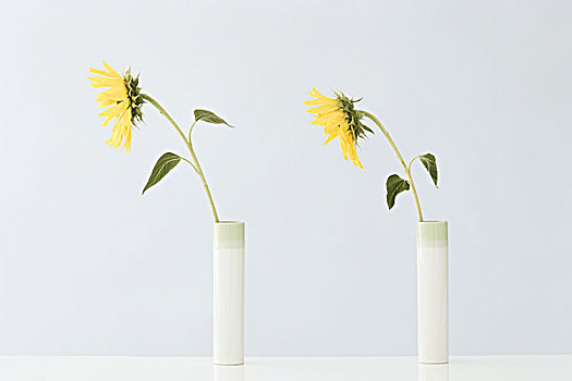 黄花,花瓶,侧面视角