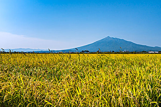 举止,稻田,山,磐城