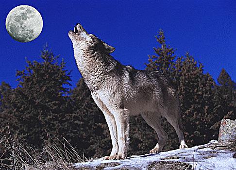欧洲,狼,成年,叫喊,月亮