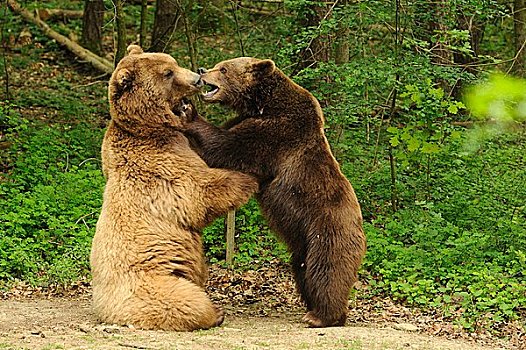 两个,棕熊,站立,面对面