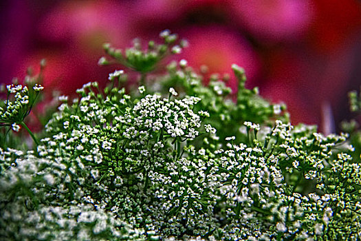 鲜花,节日礼物,花卉市场