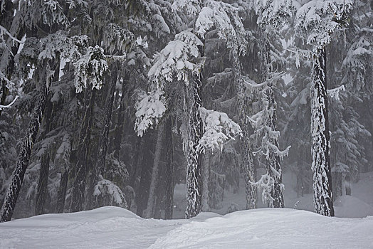 积雪,树,惠斯勒,不列颠哥伦比亚省,加拿大