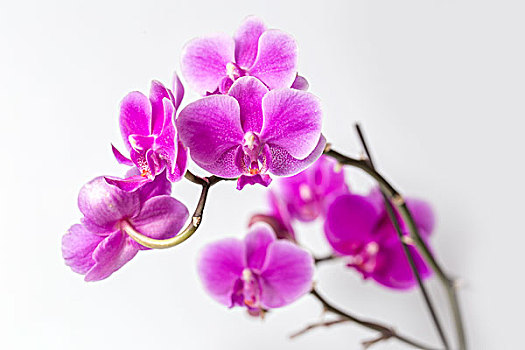 蘭花蝴蝶蘭
