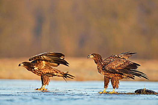 两个,幼兽,白尾鹰,站立,冰,省,波兰,欧洲