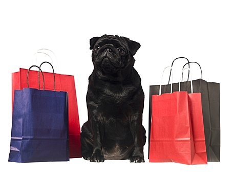 黑色,狗,购物袋