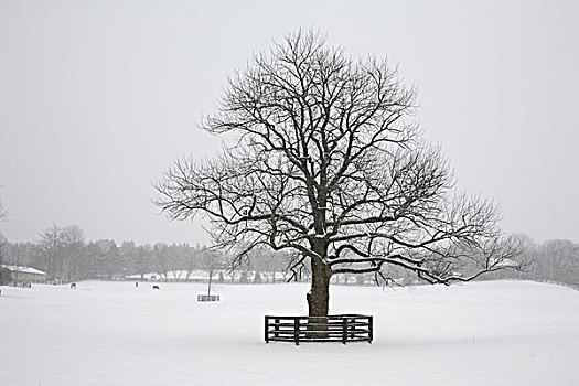 孤木,冬天,安大略省,加拿大