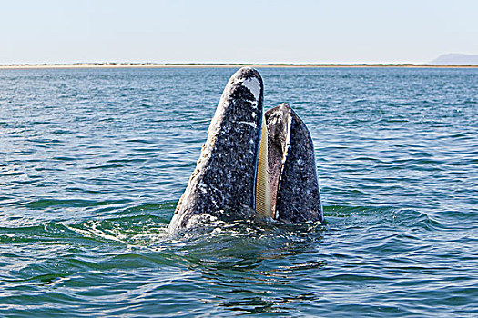 灰鲸,张嘴,展示,鲸须,盘子,下加利福尼亚州,墨西哥