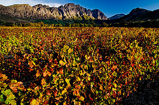 普通,葡萄藤,酿酒葡萄,风景,弗朗斯霍克谷,西海角,南非,非洲