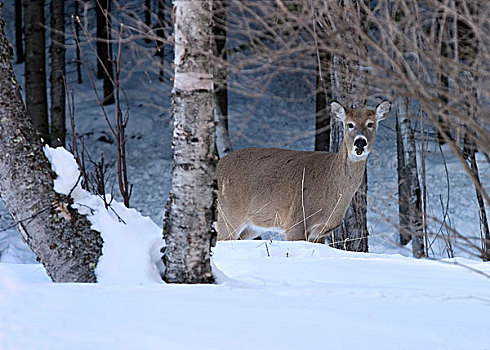 白尾鹿,公鹿,鹿角,冬天,雪,州立公园