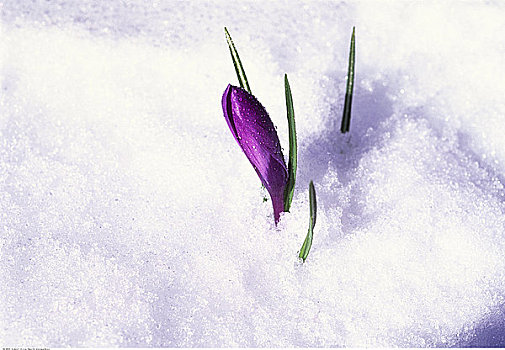 特写,藏红花,芽,雪