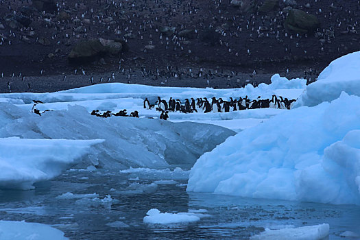 在巨大浮冰上聚集的企鹅群