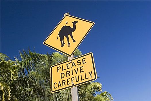 标识,开车,小心,骆驼,西澳大利亚,澳大利亚