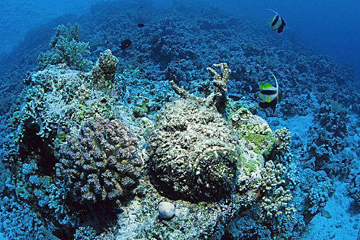 礁石,阿里环礁,马尔代夫,亚洲