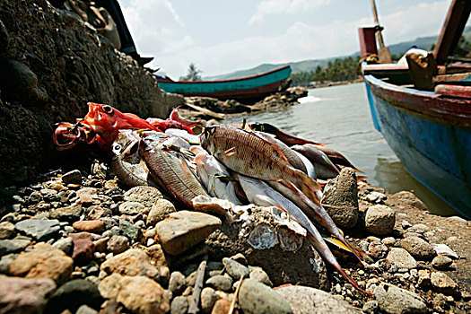 清新,抓住,鱼,岸边,省,苏门答腊岛,印度尼西亚