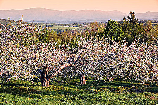 苹果园,开花,东方镇,魁北克,加拿大