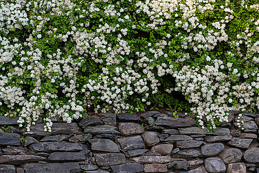 白花,石墙,魁北克,加拿大,北美