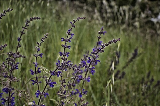 紫花,杂草,背景