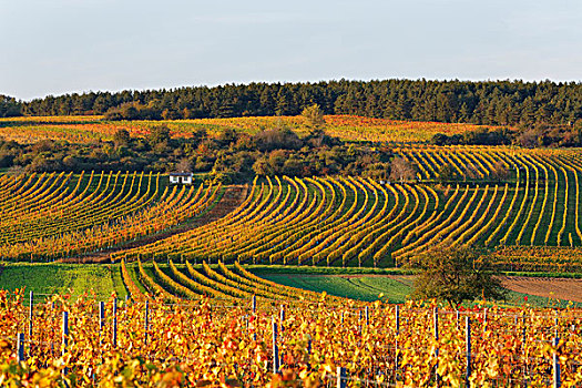 秋天,葡萄园,酒用葡萄种植区,布尔根兰,奥地利,欧洲