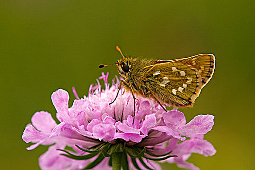 银纹多角蛱蝶,蝴蝶,上陶恩山国家公园,奥地利