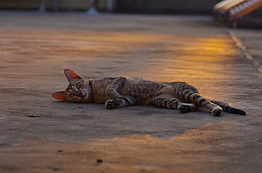 夕阳下的猫