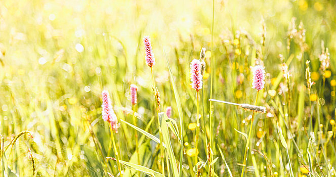 粉色,小,花,绿色,夏日草地