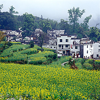 春天的江岭村