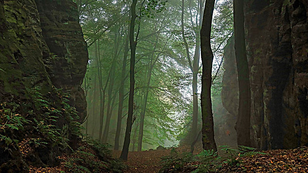 石头,小路,秋天,雾,莱茵兰普法尔茨州,德国