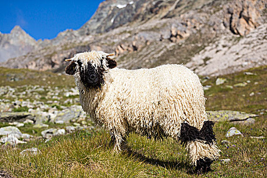 瓦莱,绵羊,策马特峰,瓦莱州,瑞士,欧洲