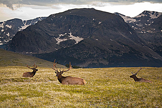美国,科罗拉多,落基山国家公园,牧群,麋鹿