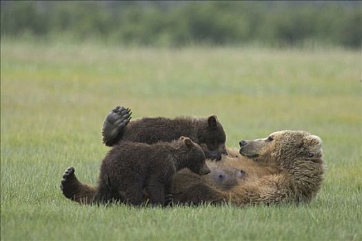 大灰熊,棕熊,成年,女性,哺乳,两个,一岁,幼兽,莎草,卡特麦国家公园,阿拉斯加