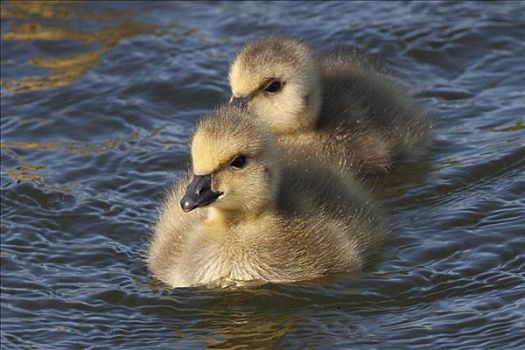 两个,诞生,加拿大,小鹅,幼禽,游泳,湿地,阿拉斯加,春天